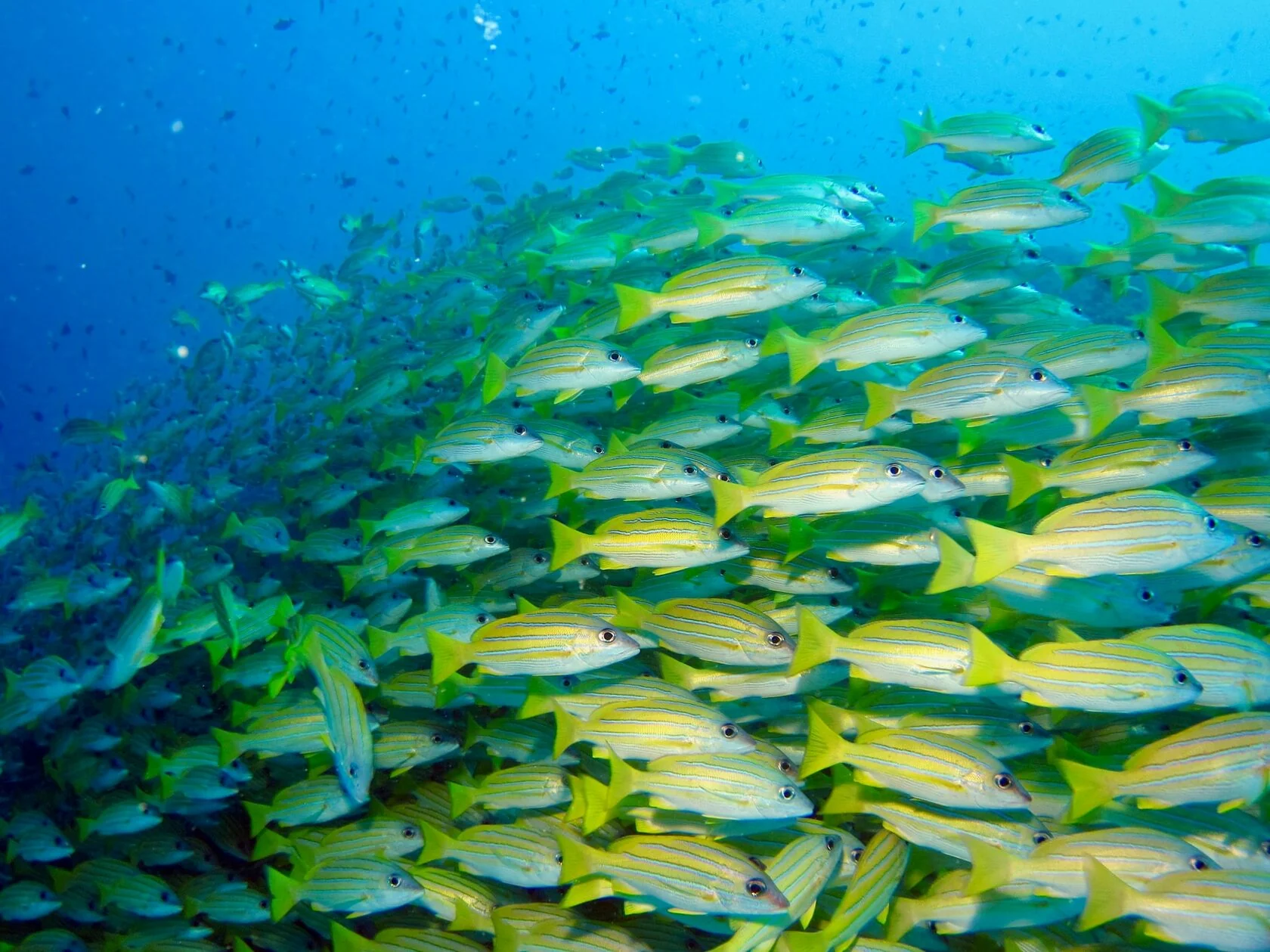 A school of yellow-striped reef fish in Maldivian waters