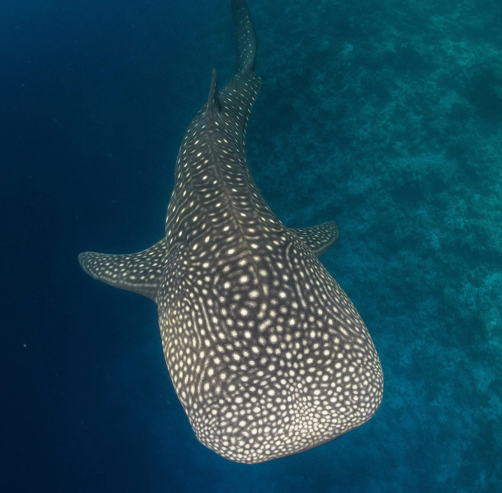 A whale shark swimming through clear ocean water